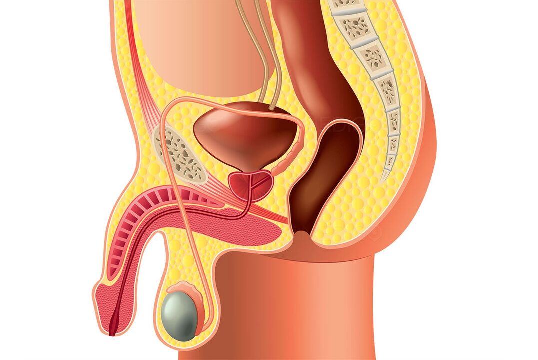 struktura mužského reprodukčního systému a zvětšení penisu
